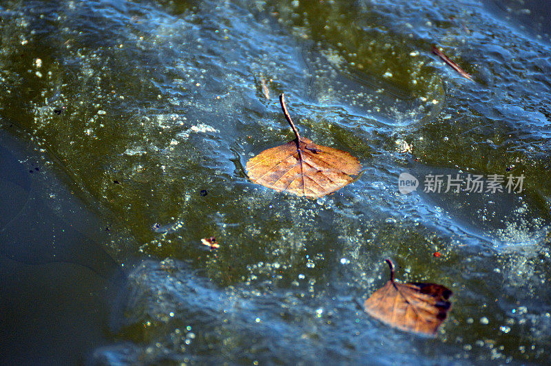 被困在冰冻湖中的树叶的背景