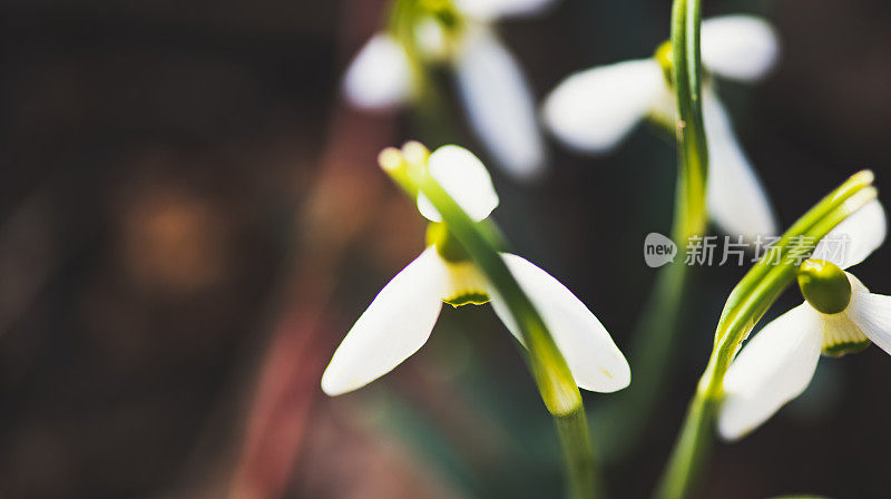 雪花莲