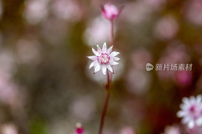 美丽而稀有的本土粉红色法兰绒花，雨后，背景与复制空间