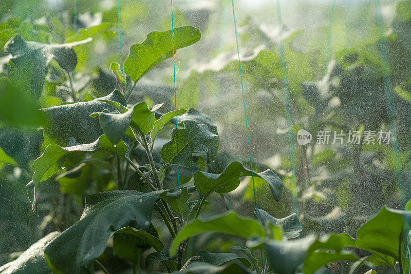 农民在茄子田使用手动农药喷雾器