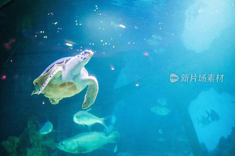 水族馆里的海龟