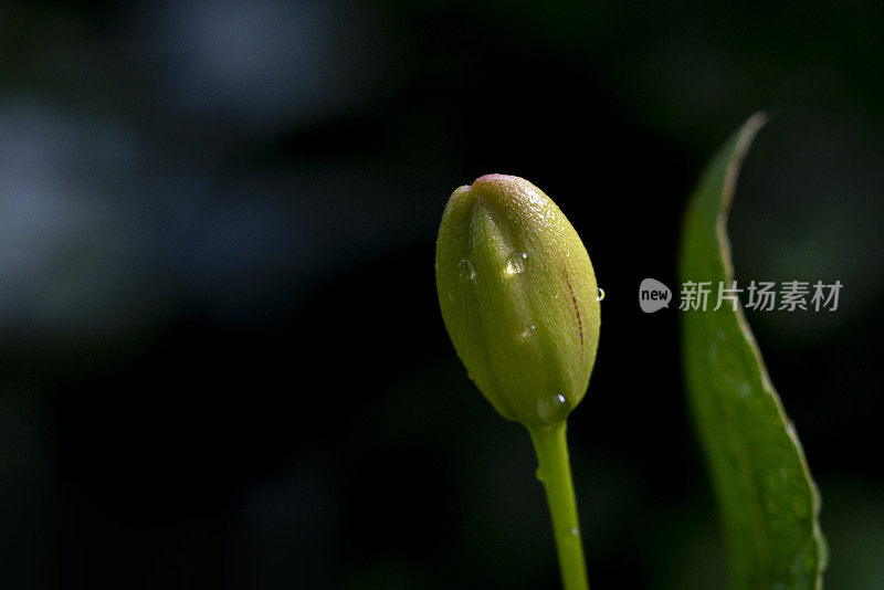 桔梗黄花植物。(米老鼠花)在花园里