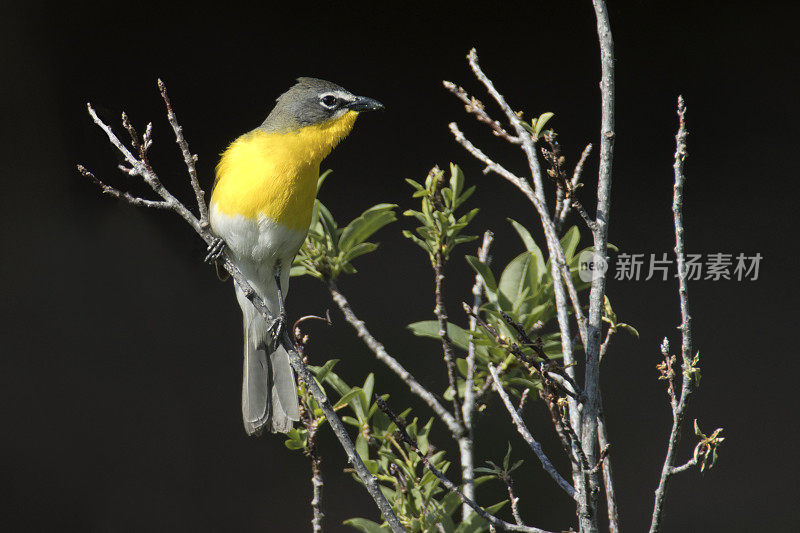 黄色胸聊天红岩公园杰斐逊县科罗拉多州