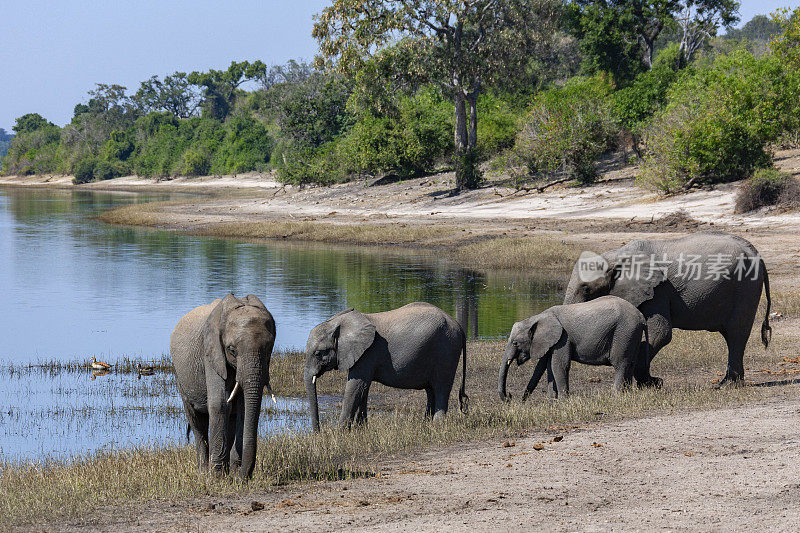 非洲象群——位于博茨瓦纳北部的丘比国家公园