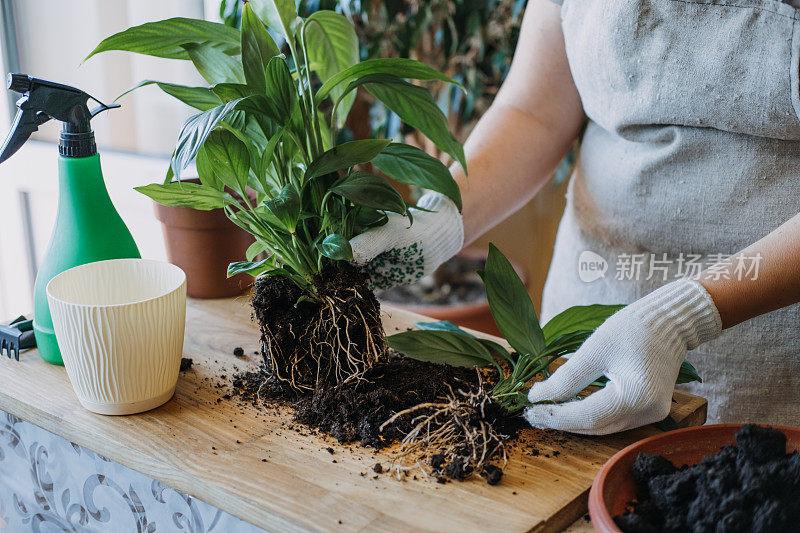 春季室内植物护理，唤醒室内植物迎接春天。一位妇女正在把植物移植到家里的新花盆中。园丁移植植物剑叶