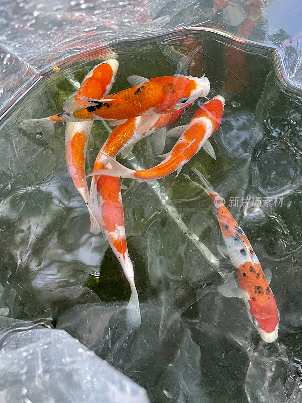 从宠物店买来的装有红、白、黑三种花色的日本锦鲤的塑胶袋，准备投放到大型锦鲤池中