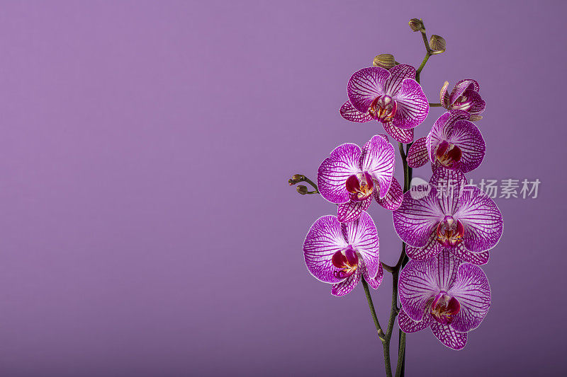 兰花在紫色的背景与复制空间