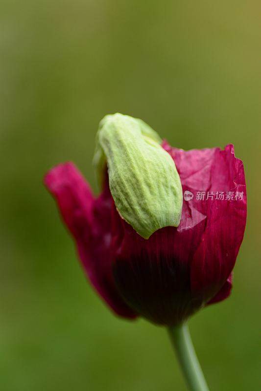 皱巴巴的鸦片花头。