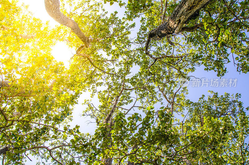 太阳穿过树叶