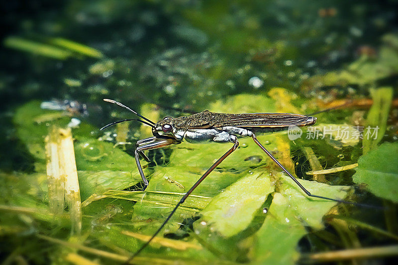 普通水黾昆虫