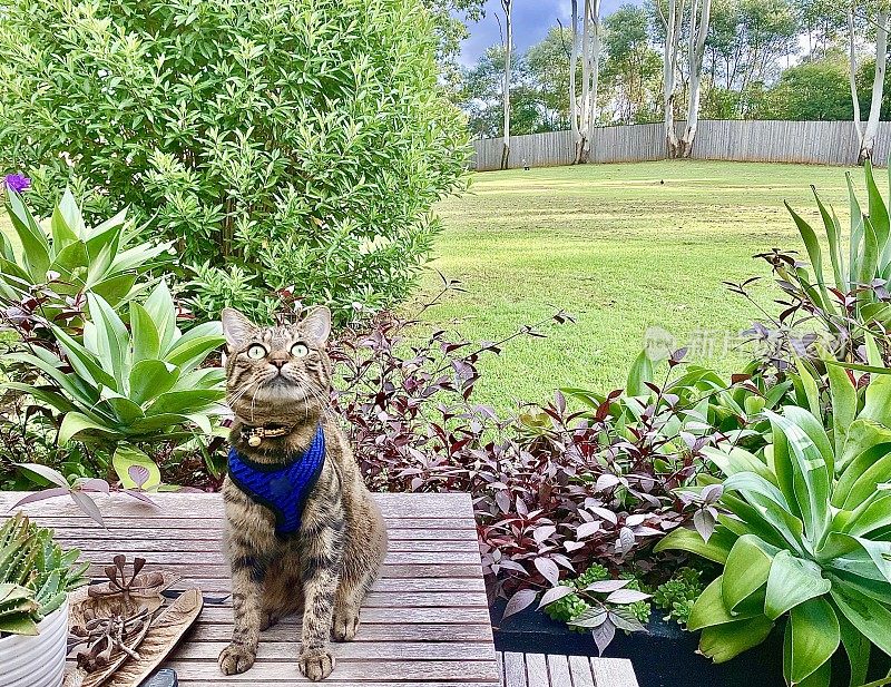 冒险旅行猫在散步在花园