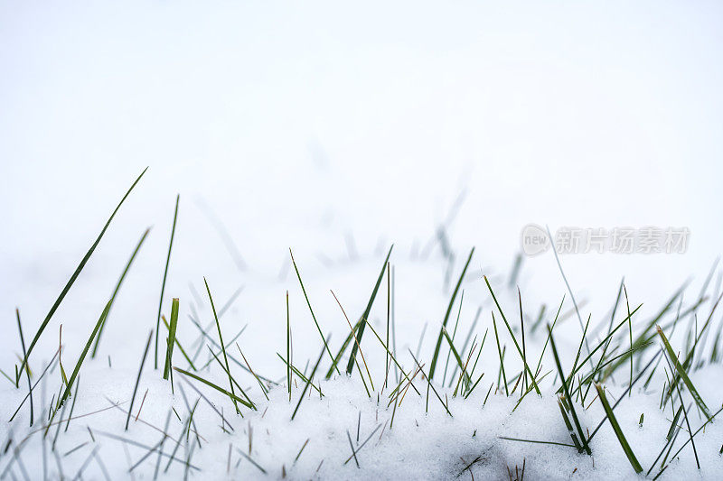 草叶覆盖着初雪