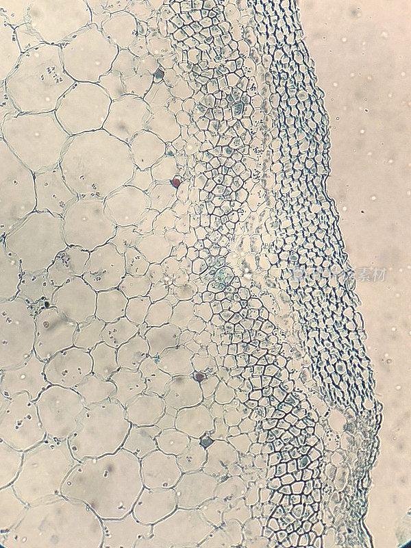 南瓜茎的显微镜观察图