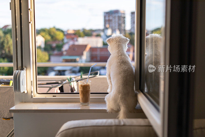 在阳光明媚的日子里，狗坐在窗台上看着窗外