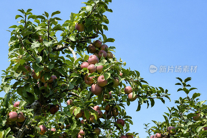 红苹果在树上成熟的特写