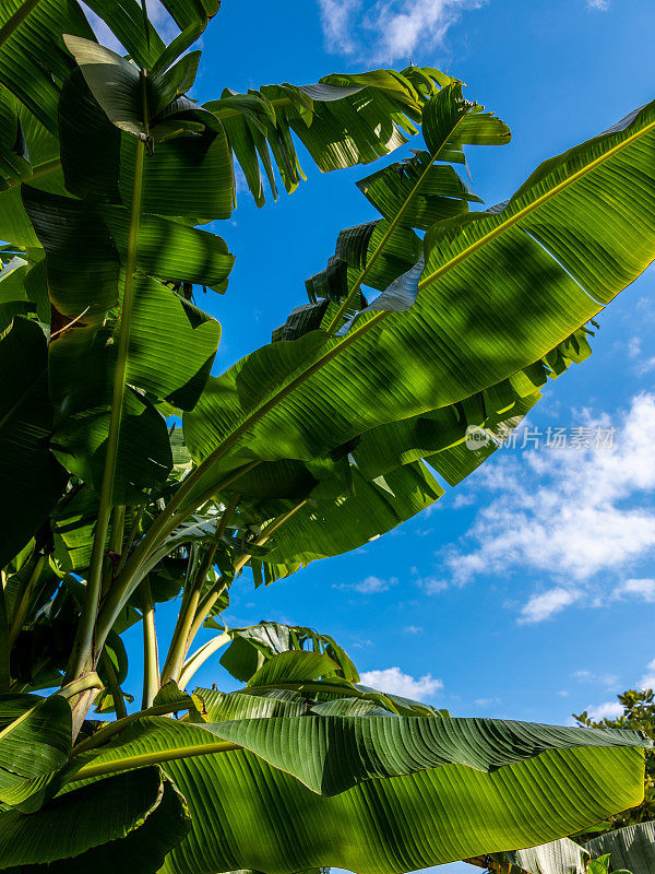 蓝色天空下的香蕉树