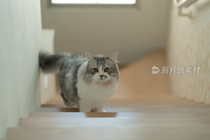 西伯利亚猫走在楼梯上