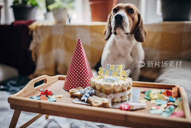 狗的生日