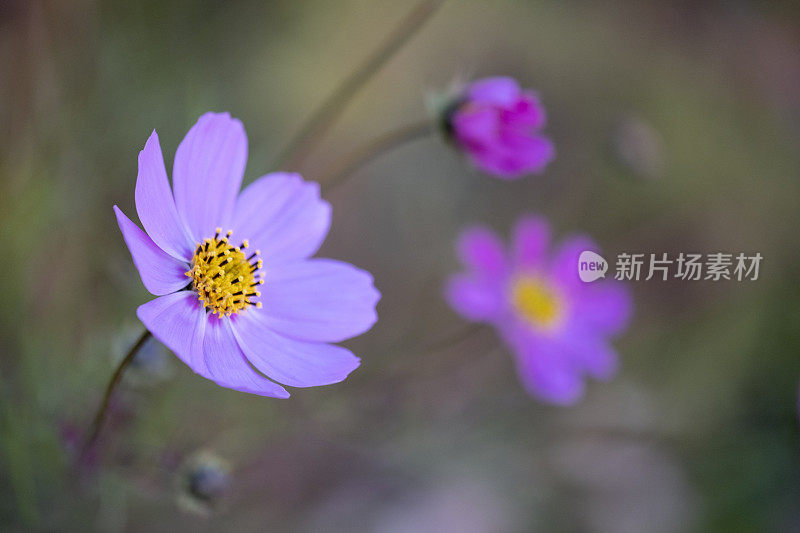 花园宇宙花的特写