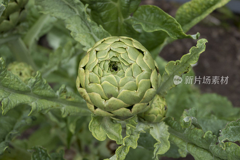 农业种植园中准备收获的朝鲜蓟