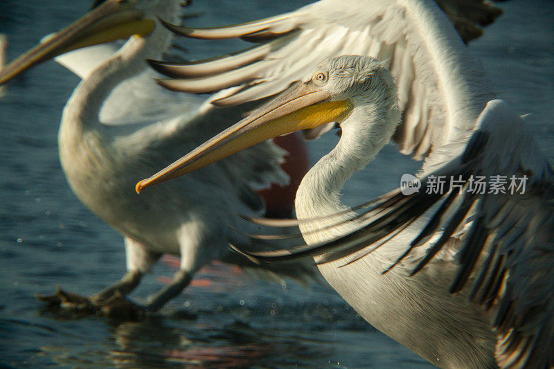 海面上的鹈鹕