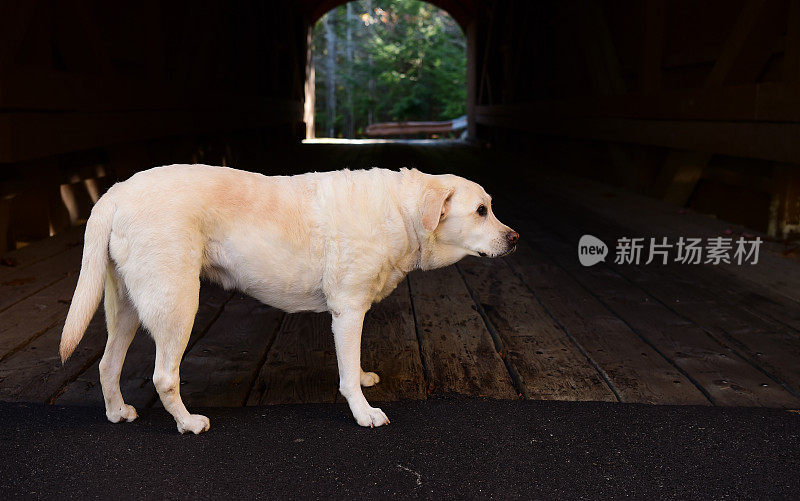 在桥上的拉布拉多寻回犬