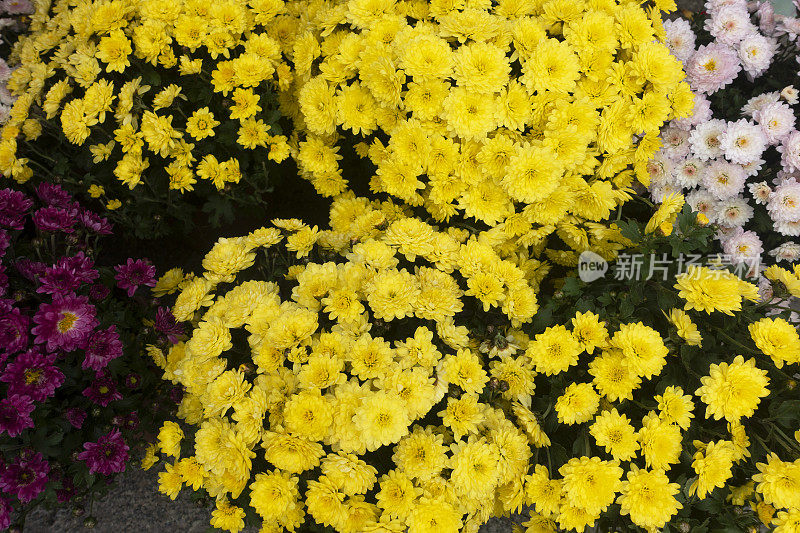 人造花卉背景。鲜艳的花束。