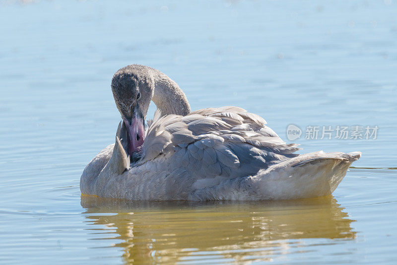 号手天鹅小天鹅(婴儿)休息和梳理天鹅湖，近距离观察