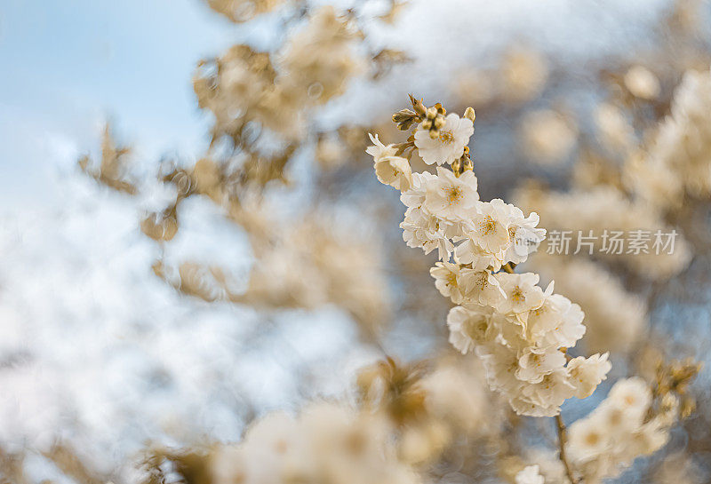 春天樱花盛开的艺术摄影。抽象模糊的背景。软焦点