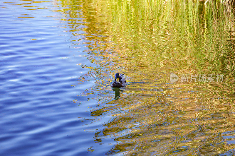 日落时分，雄绿头鸭在湖中游泳。秋水倒影。Alcorcon,马德里,西班牙。