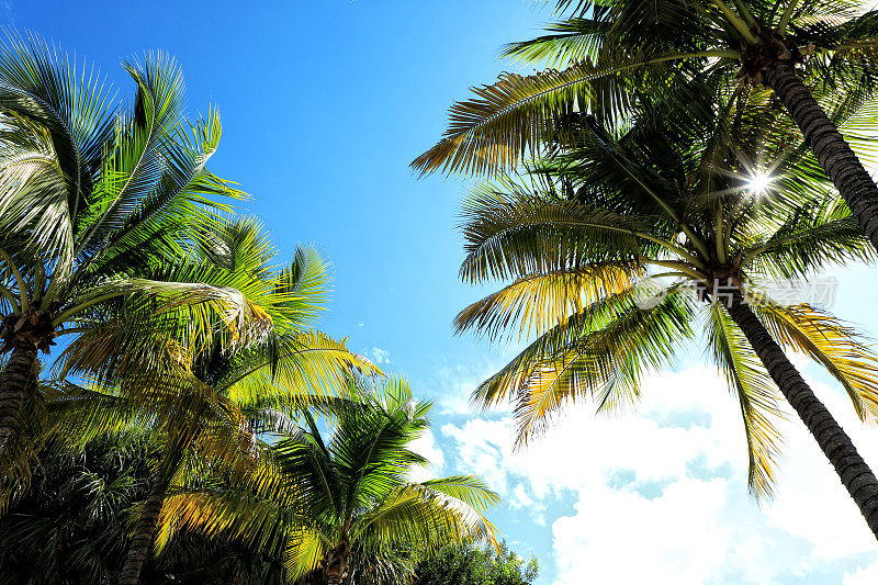 靠近阳光明媚的蓝天上闪亮的棕榈树叶子