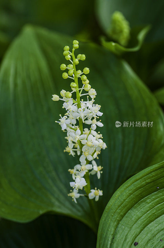 山谷的假百合，洋麦菊，门多西诺县植物园。Asparagaceae