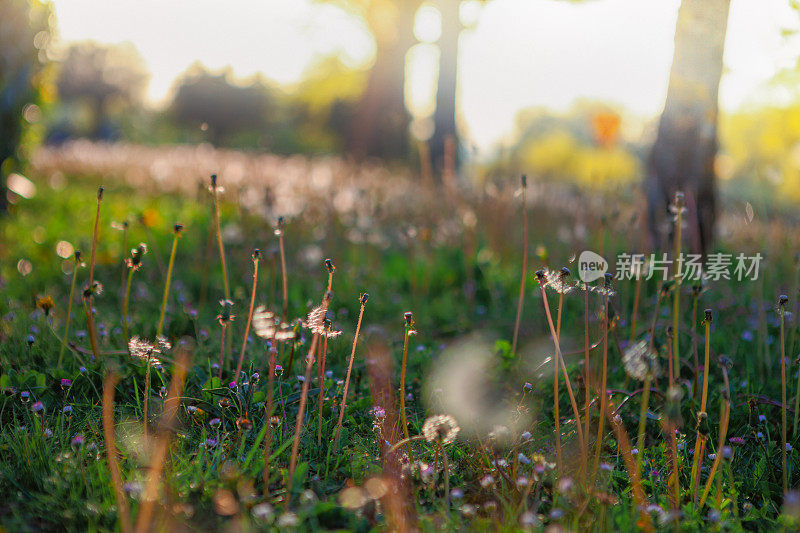 夕阳下的蒲公英在春天的原野上