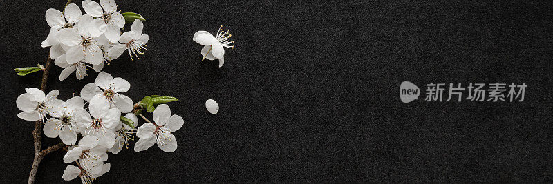 新鲜美丽的白色樱花在黑色黑色的桌子背景。慰问卡片。用来存放情感、感伤的文字、引用或语录的空地方。特写镜头。宽横幅。自顶向下视图