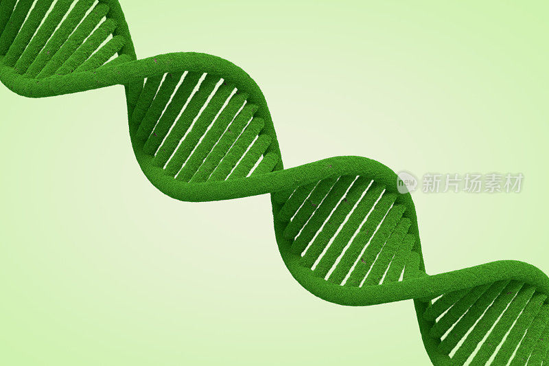 草的绿色DNA