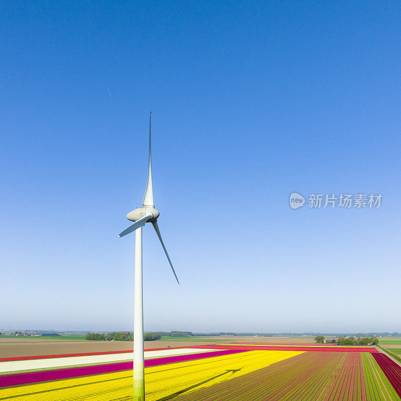 春天，荷兰上空的风力涡轮机和郁金香田