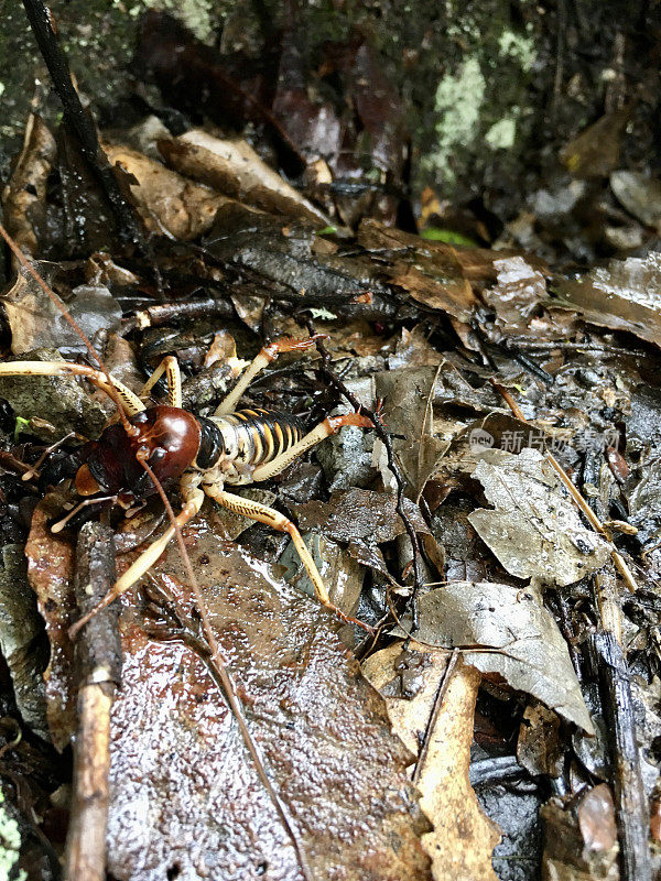 树沼虫，新西兰本土
