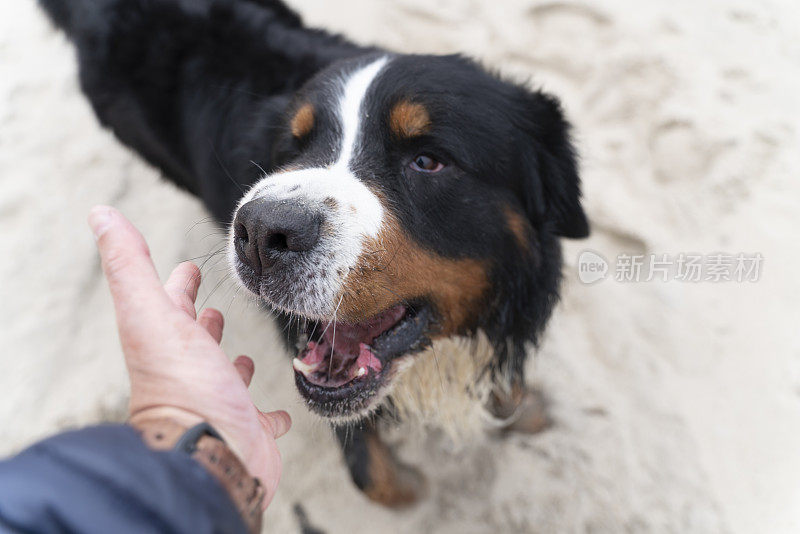 zenenhund是一只伯恩山犬，它正在沙滩上和主人玩耍，模仿攻击和打斗的动作。