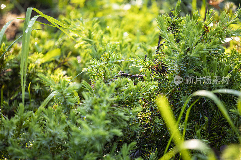 夏天用洒水车浇草