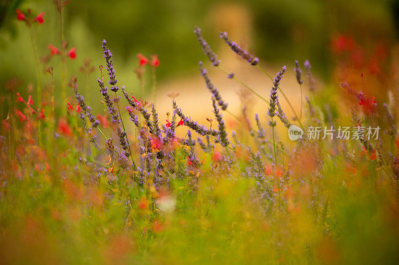 丰富多彩的植物背景