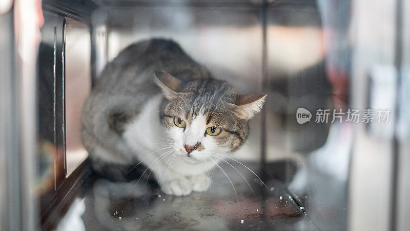 宠物猫在兽医诊所看起来很害怕