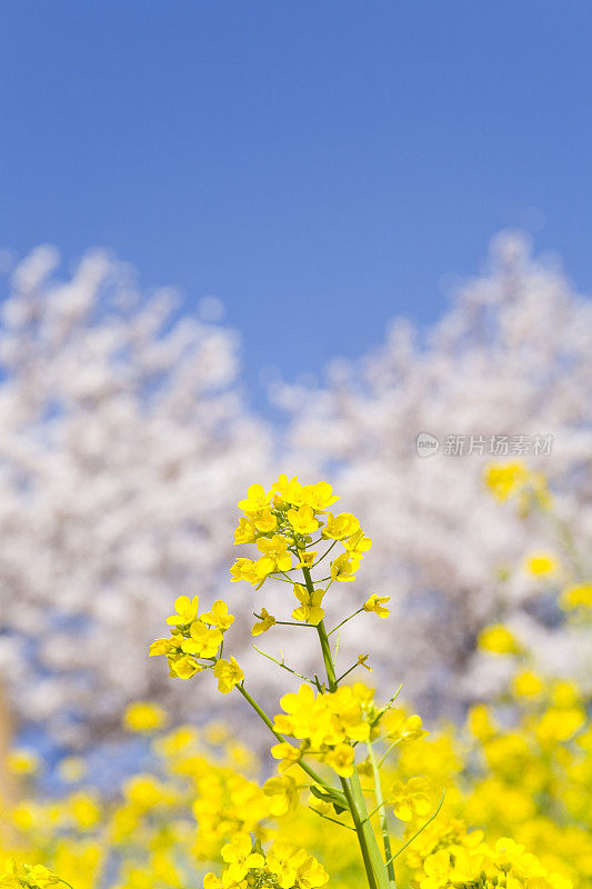 油菜花和樱花