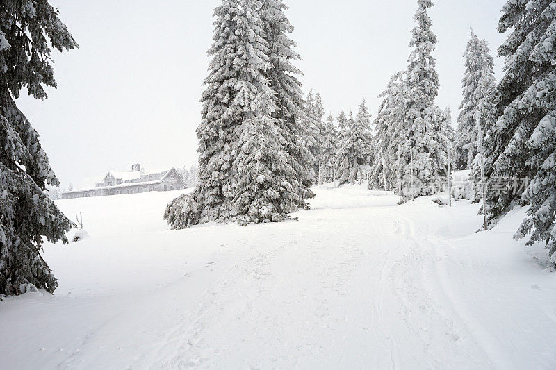 巨人山脉的冬季山地景观，深雪和低能见度的树木，背景上的山小屋，受欢迎的偏僻地区和越野滑雪区