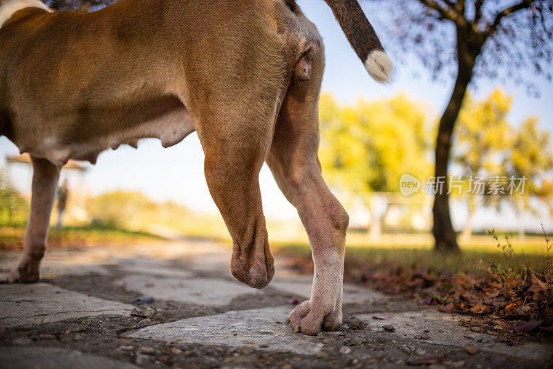 棕色比特犬的特写镜头，爪子被截掉了