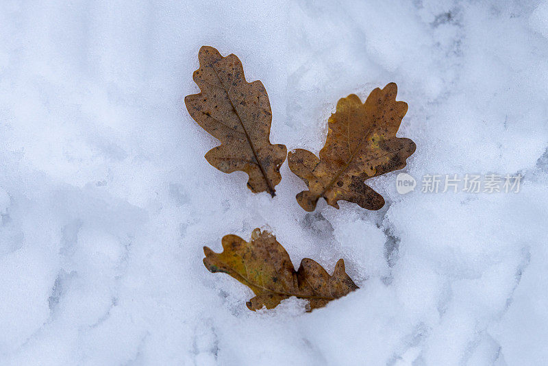 橡树叶在雪地上留下脚印