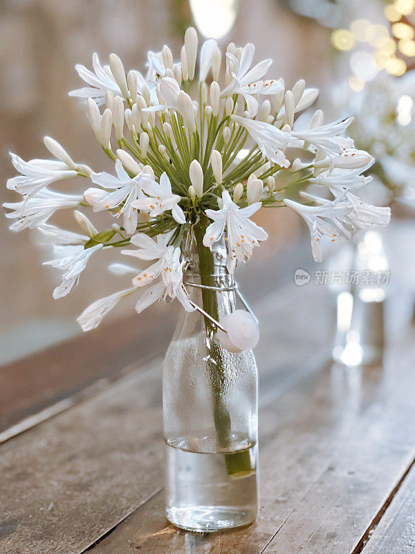 玻璃花瓶中的白色阿加潘thus花