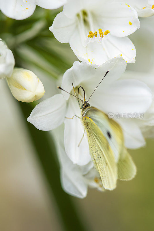 卷心菜蛾（芸苔蛾）