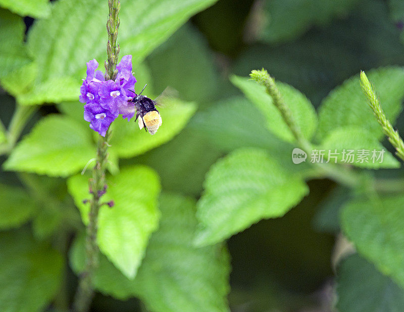哥斯达黎加，托里阿尔巴，一只大黄蜂带着满满一袋花粉为野花授粉