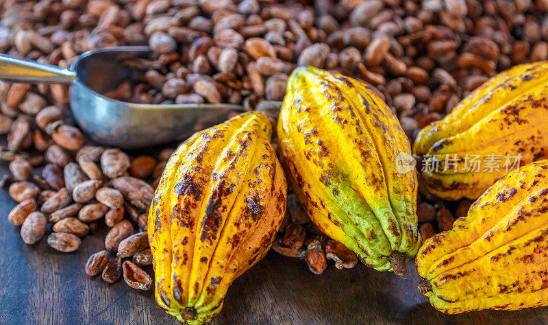 芳香的棕色可可豆和可可种子与可可黄色成熟原料的巧克力为背景