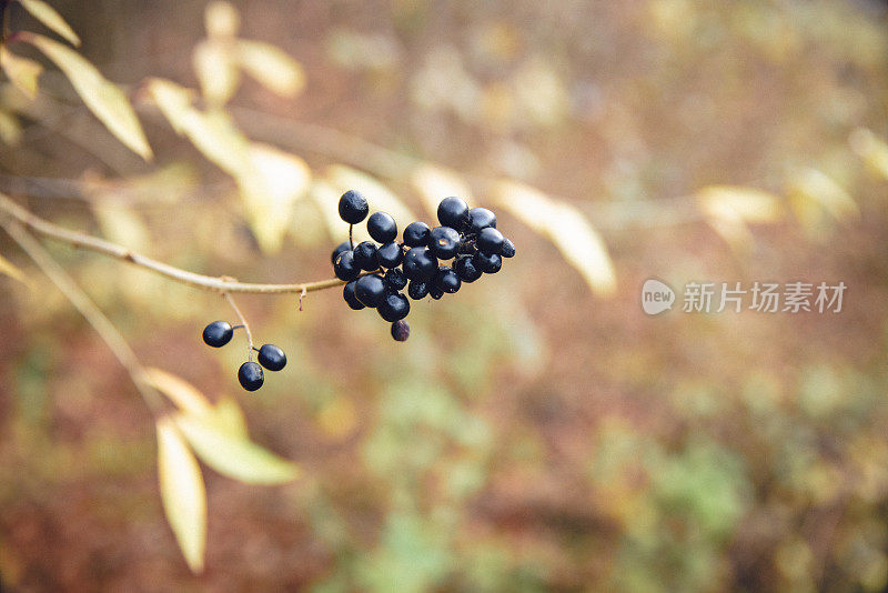 女贞的微距照片